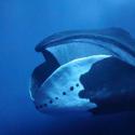 Киты - подводные гиганты Разные киты